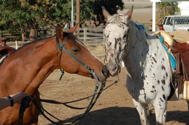 Stormie & Comanche