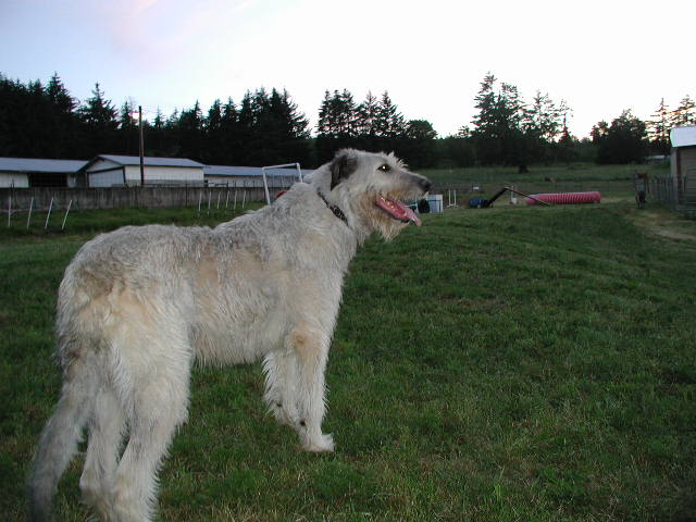 Roisie