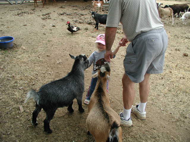 Goats Echo