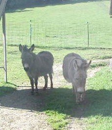 Mini Donks